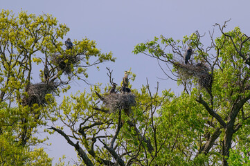 A Great Blue Heron Sits on Her Nest at Kensington Metropark, near Brighton, Michigan.
