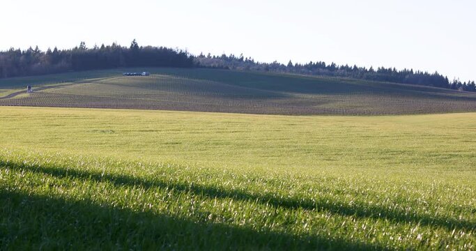 Two Different Static Shots of Steady Wind Rustling Rolling Hill Grass Fields and Vineyard Land, Willamette Valley, Oregon