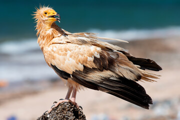 The Egyptian vulture (Neophron percnopterus), also called the white scavenger vulture or pharaoh's chicken. Photographed in Socotra, Yemen.