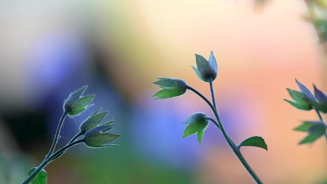 Close up view of flowering plant Meadow cranesbill (Geranium pratense), bud.
