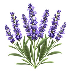 Fototapeta premium A lavender clipart, flower element, vector illustration, purple, isolated on white background