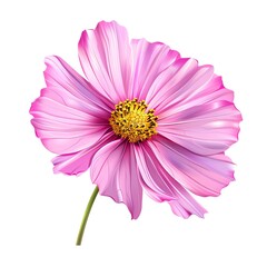 Obraz premium A cosmos clipart, flower element, vector illustration, pink, isolated on white background