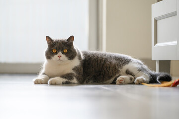 British shorthair cat lying on the floor