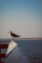 seagull standing on the railing of a pier 