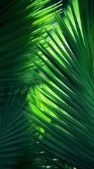 Close up of green leaves of palm tree