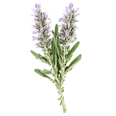 Fototapeta premium Fresh sage blossoms pale purple color delicate petals clustered arrangement Food and culinary concept