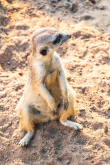 Meerkat, Suricata suricatta, on hind legs. Portrait of meerkat standing on hind legs with alert expression. Portrait of a funny meerkat sitting on its hind legs.