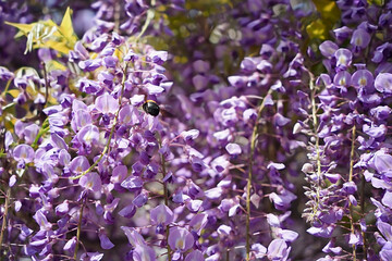 藤の花の輝き