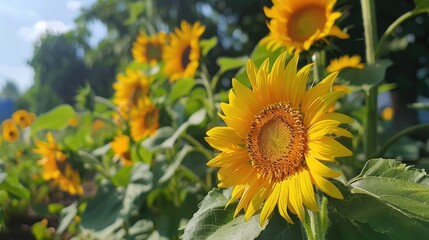 Hundreds of sunflowers blooming together in the garden every morning with their bright yellow petals and round yellow pistils