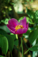 A pink simple peony blooms in the garden against the background of green foliage in the summer garden. Peony Maryin root (lat. Paeonia anomala). Wild simple peony.