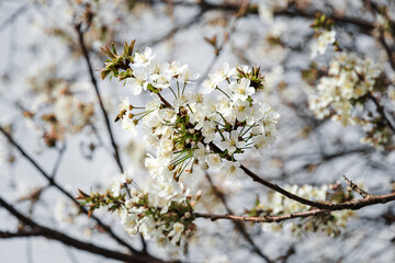 Selective focus on cherry blossoms. Blooming white cherry in spring. A blooming white cherry tree in the sunlight. Cherry branches on a sunny day against a blue sky background.