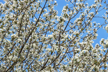 Blooming white cherry in spring. Selective focus on cherry blossoms. A blooming white cherry tree in the sunlight. Cherry branches on a sunny day against a blue sky background.