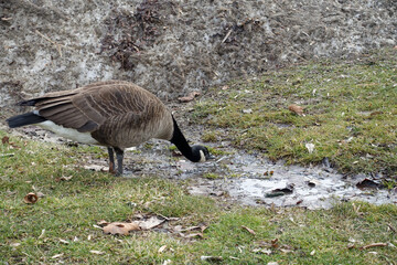 Canada Goose