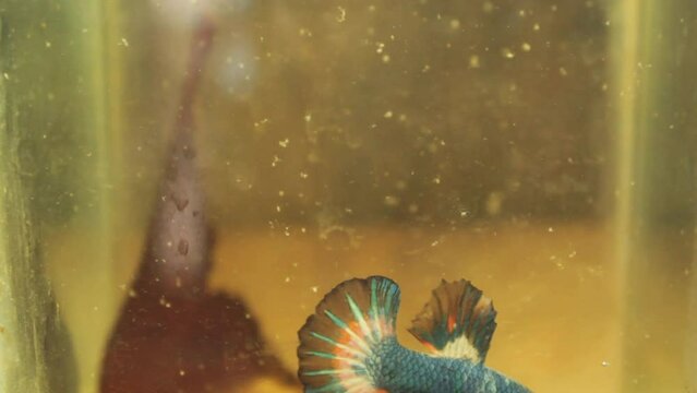 Colorful betta fish, The Siamese fighting fish. fish in aquarium. beautiful color close-up