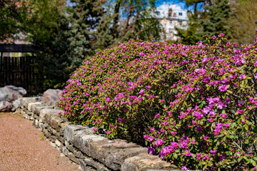 Fototapeta premium Blooming azalea in the garden