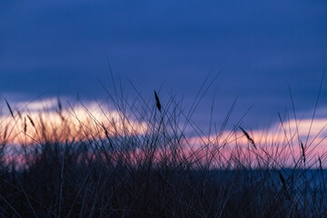 A silhouette of reeds on the Baltic Sea beach in Germany (Rostock)