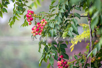 Obraz premium close up of curry leaves fruits. Fresh curry leaves (Murraya koenigii) plant.
