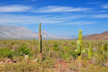 Cacti forest near Bahia de los Angelis, Baja California