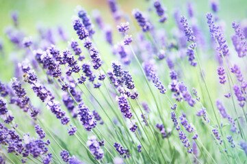 Nature background with spring flowers. Selective and soft focus. Close up.