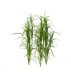 Agricultural crops, food crops, food