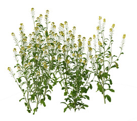 Agricultural crops, food crops, food