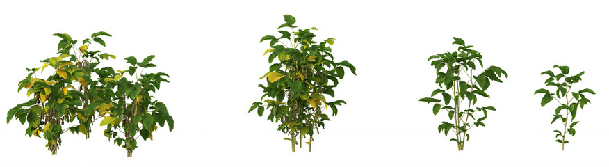 Agricultural crops, food crops, food