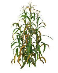 Agricultural crops, food crops, food