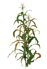 Agricultural crops, food crops, food