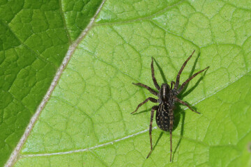 Acantholycosa lignaria