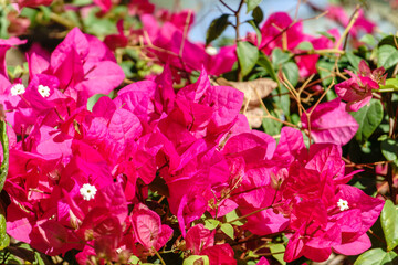 Bougainvillea, Paper flower Bougainvillea hybrida soft focus with blurry background