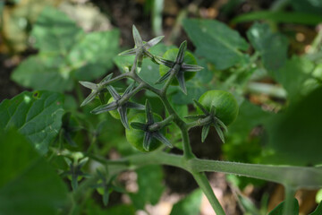 tiny unripe tomatoes in a garden, close up botanical background