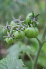 tiny unripe tomatoes in a garden, close up botanical background