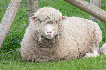 baby lambs