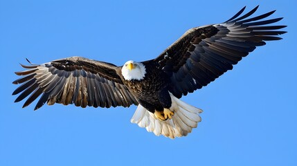 Obraz premium Majestic Bald Eagle Soaring Freely in Clear Blue Sky Awe Inspiring Raptor in Natural Habitat