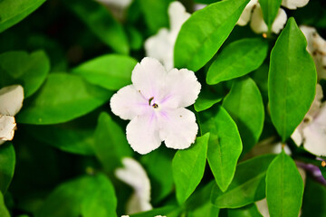 Obraz premium 花壇