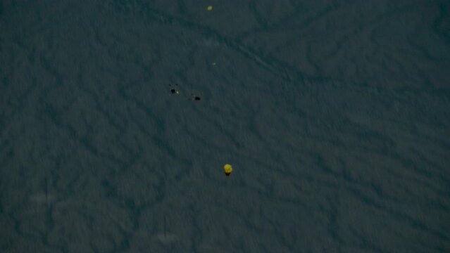 Many skydivers falling out of flying c-130 airplane - dusk