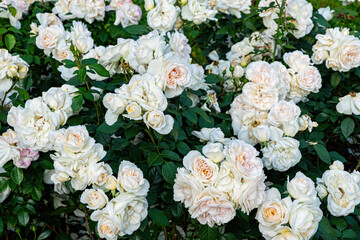 Beautiful English blooming rose garden