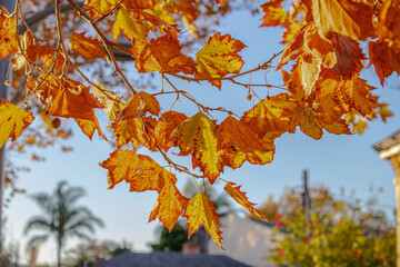 Bright autumn leaves close-up, autumn colors, red and yellow leaves, interesting natural background