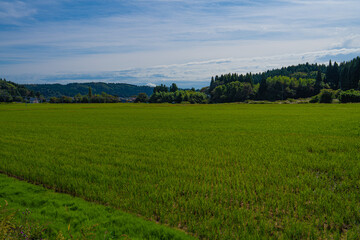 Rice field(田んぼ)