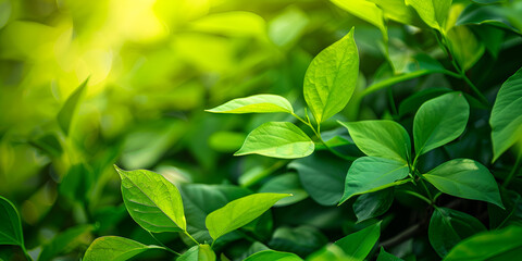 close-up of green leaves, suggesting a natural and serene setting. The background is blurred, emphasizing the leaves' vibrant green color.
