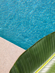 close view of a green banana leaf on the cement edge of swimming pool with blue water. Summer backdrop with copy space