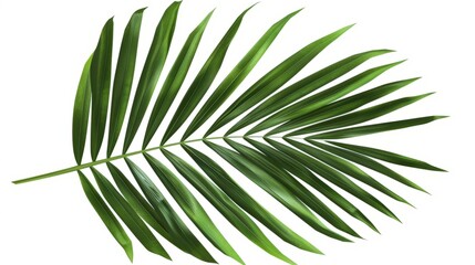 Obraz premium Green palm leaves of tropical evergreen plant isolated on white