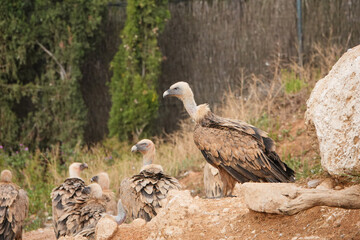 A group of vultures are standing on a rocky hillside