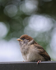 鉄柵に止まるスズメ / A sparrow perches on an iron fence