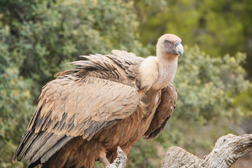 A large bird with a brown and black head and neck is perched on a branch