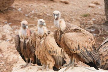 Three birds are standing on a rock, one of which has its head turned to the side