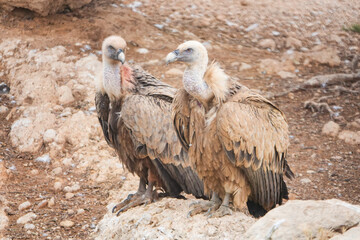 Two birds are standing on a rock