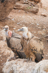 Two birds are standing on a rock, one of them has a bloody wound on its head