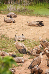 A group of vultures are laying on the ground in a field