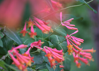 ツキヌキニンドウ / Lonicera sempervirens